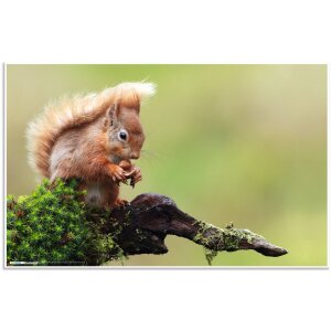 Sous-main HERMA 550 x 350 mm, animaux de la forêt