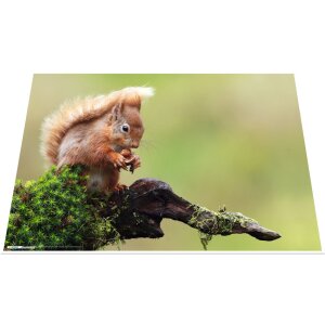 Sous-main HERMA 550 x 350 mm, animaux de la forêt