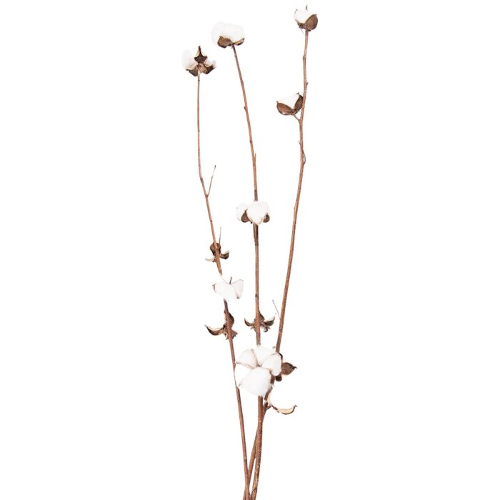 Clayre & Eef 5DF0030 Fleurs séchées 80 cm (3) Blanc - Marron