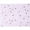 Livre dor Finamente lilas 25x20 cm 100 pages blanches gaufrage argenté