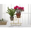 Mauro Ferretti coupe décorative 3 niveaux 36x22,5x27 cm or