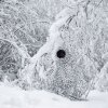 Buteo Photo Gear Filet Camouflage 3D Feuilles Neige 1,5x3 m