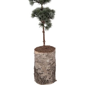Clayre & Eef 50842 Décoration arbre 15x12x80 cm vert brun