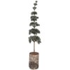 Clayre & Eef 50842 Décoration arbre 15x12x80 cm vert brun