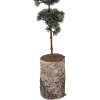 Clayre & Eef 50842 Décoration arbre 15x12x80 cm vert brun