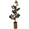 Clayre & Eef 50843 Décoration arbre LED 20x17x60 cm vert marron avec piles AAA