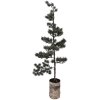 Arbre de décoration LED 30x35x100 cm avec éclairage blanc chaud – Clayre & Eef 50845