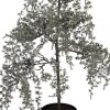 Arbre de Décoration Clayre & Eef 40x40x85 cm Vert-Marron