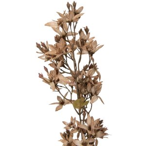 Branche de fleurs Clayre & Eef beige-vert 10x10x95 cm