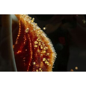 Tableau sur toile ILLUMY de Mauro Ferretti