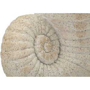 Vase coquille de mer beige Mauro Ferretti 33x19x23cm