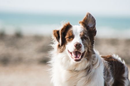 Photo avec un chien